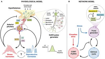 Dynamic Hormone Control of Stress and Fertility